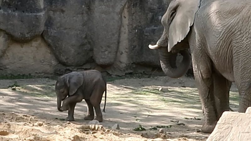 Novorozený sameček slona afrického je aktivní a nebojácný